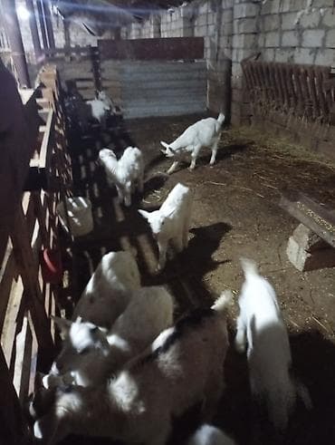 ANALARI SUDLU EKİZ BALA TAYLARI DAMIZLIĞA YARARLI ERKEK ÇEPİŞLER