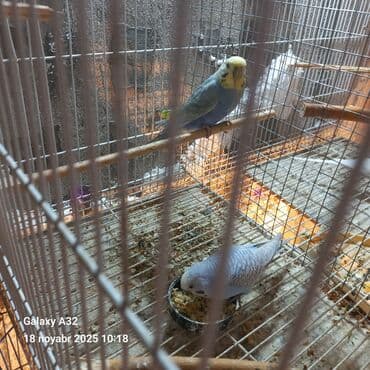 tutuquşu karella: Tutuqusu balalari 4 eded ana ata hamsi 100 azn son qiymet ana renbov — 2