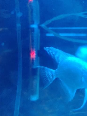 nərə balığı: Akvaryum dəsti – tam işlək komplekt - Şüşə akvarium, düzbucaqlı — 5