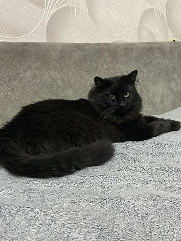 pisik cut: Yaxşı əllərə — 1