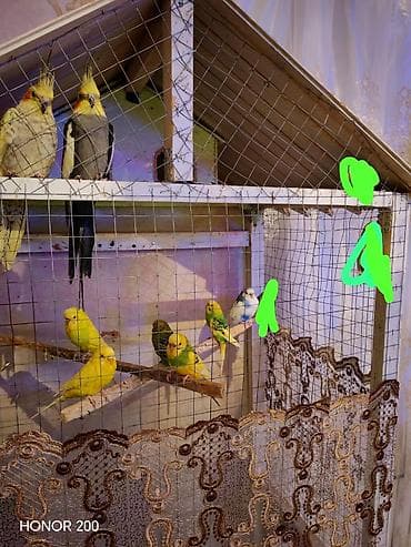 bulbul quşu: Salam aleykum hazır bala veren quşlarıdı 9 çex 2 keşa qiymet qefes — 1