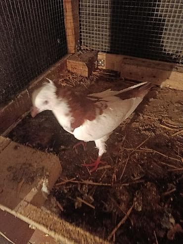 goyərcin şəkli: Məhsul: Ev göyərçinləri (bir neçə fərqli rəng və cüt) razilasma var — 4