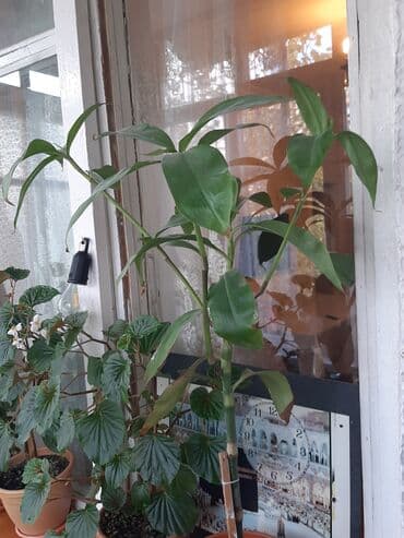 gül dibçəkləri: Beqonya gulu tez coxalir baxmaq asandir.Qeseng enli yarpaqlari var.1i — 4