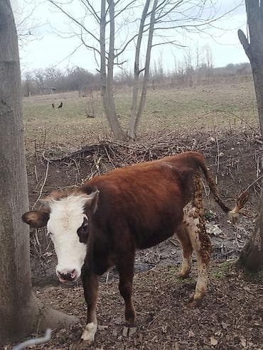 Dana, buzov: Həm ətə həm damazliğa yararlı 8ayliq tam sağlam dişi düyə satılır — 2