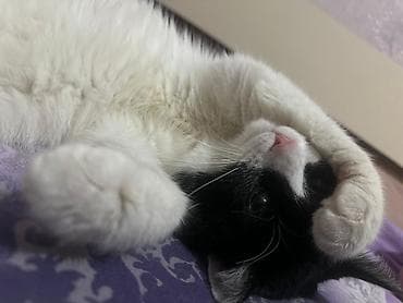 котик в добрые руки: В добрые руки — 2