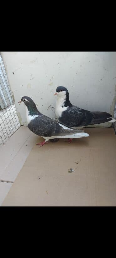 3 eded delfin 1 cütdür bala verir saglam heyvanlardir 3 ededi 45 manat