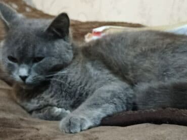 купить кошку в баку: Кошки — 2