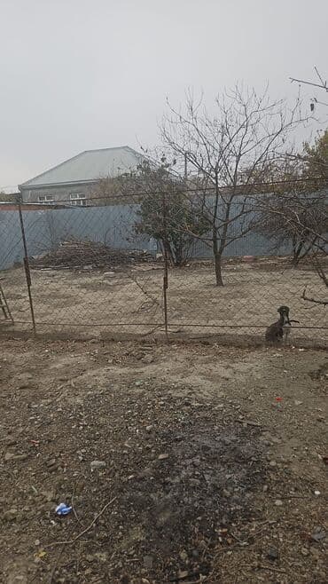 Qarajlar: 3 sot, Tikinti, Makler, Kupça (Çıxarış) — 5