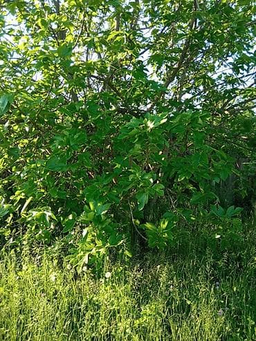 2 otaqli ev: 18 sot, Tikinti, Mülkiyyətçi, Kupça (Çıxarış) — 8
