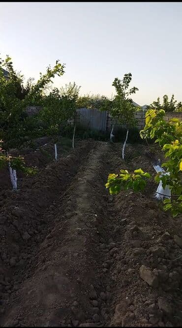 2 sot, Tikinti, Mülkiyyətçi, Kupça (Çıxarış) — 4