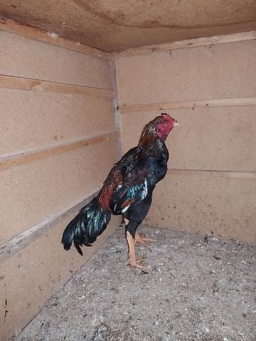 ev quslarinin satisi: Salam aleykum. Cavan becedi 9 ayliqdi 1 defe meşqi olub cidi isdeyene — 3