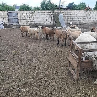 balaca quzu: Boqaz qoyunlar 10 gune baladan cxacaq ve erkeyli disili damazliq ve — 4