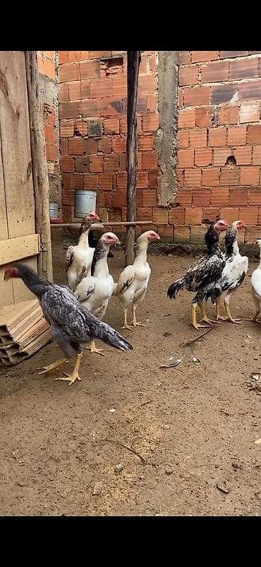 Atlar: Aseel (Asil) tipli uzunboylu döyüş/ətlik xoruz-cücələr qrupu — 1