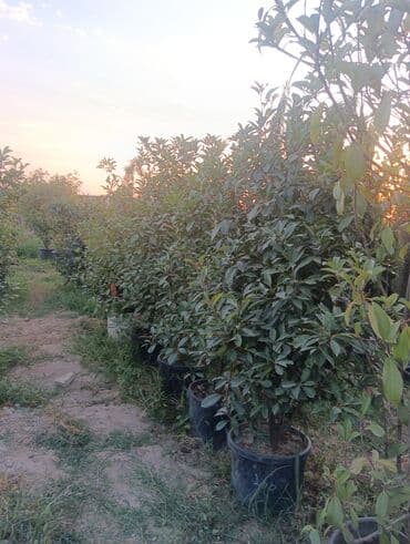 jasmin agaci: Agaclar satilir — 2