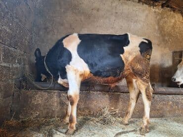 Keçi, çəpiş: Təmiz cins danadı erkəydi — 5