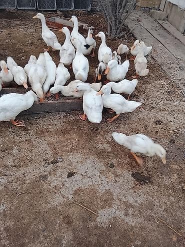 Gəmiricilər: Salam sağlam heyvanlardı Pekin ördəyidi ətlik — 3