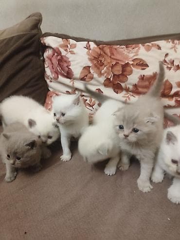 Britan lalafo.az -da Britan