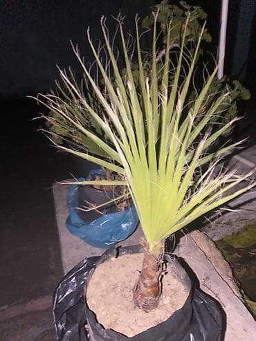 pomidor şitili: Waşinqtoniyada (fan formalı) palma fidanı - Növ: Fan yarpaqlı — 3