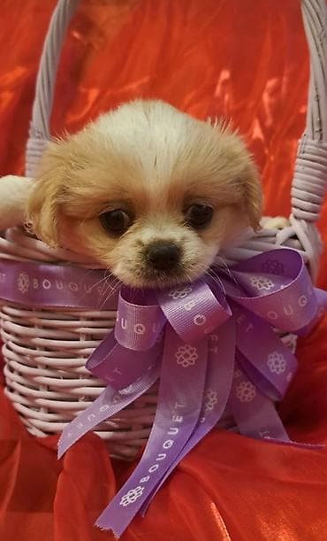 Pekines, 2 ay, Dişi