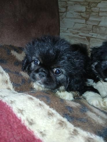heyvanlar: Pekines — 5