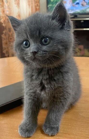 сколько стоят британские котята: Британская — 2