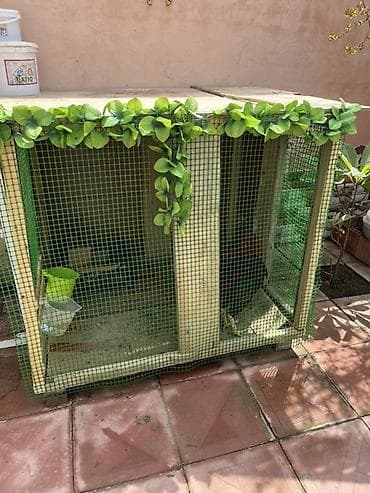 Aşağı yeri var toyuq və quş yuvası