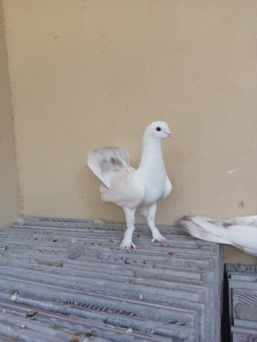 ayliq 10 azn internet: Salam saglam göyərçinlər satılır üçüdə ərkəydi — 1