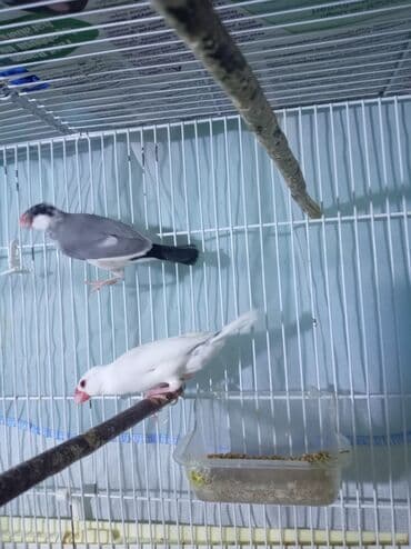 quş yuva: Hazr cüt bala verən risovıy amadin, erkəyi çox gözəl oxuyuryuva — 3