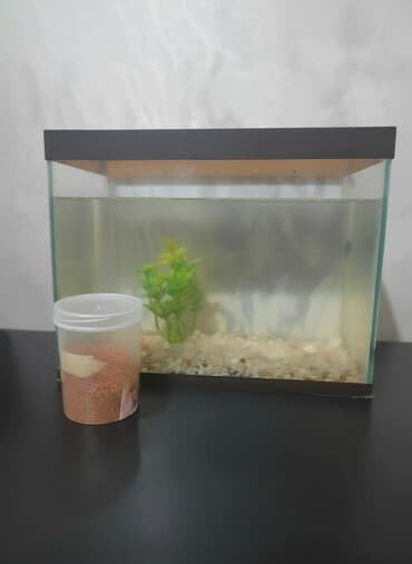 Akvaryum seti - Şüşə akvaryum, üst hissədə taxta çərçivə - Dibində