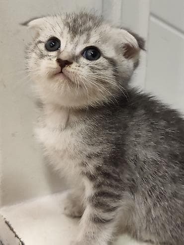pişik sahiblendirmek: Skottish Fold balaları - Cins: Scottish Fold (qatlanmış qulaqlı) - — 3