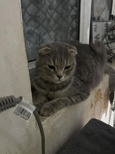 Şotland yastı qulaq, Dişi, Yaxşı əllərə, Ünvandan götürmə — 1