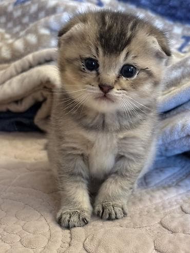 balaca pisik: Şotland yastı qulaq — 6