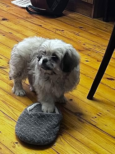 Gəmiricilər: Pikinesdir pudul qarısığı acca var😻şiron itdir oynağandır.üstündə — 1