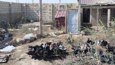 cins ineklerin qiymeti: Muscovy ördəkləri (indoutka) – qiyməti böyüklüyünə və kiçikliyinə görə — 4