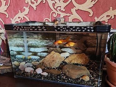 Akvariumlar: Akvaryum dəsti 2 balıq+daşlar + 25-30 litirlik akvarium+ filter+ — 1