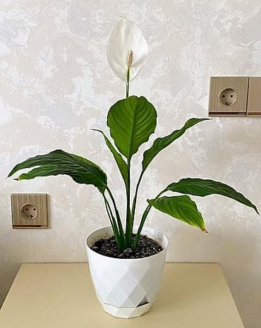 Sülh Zanbağı Spathiphyllum – dekorativ otaq bitkisi - Növ