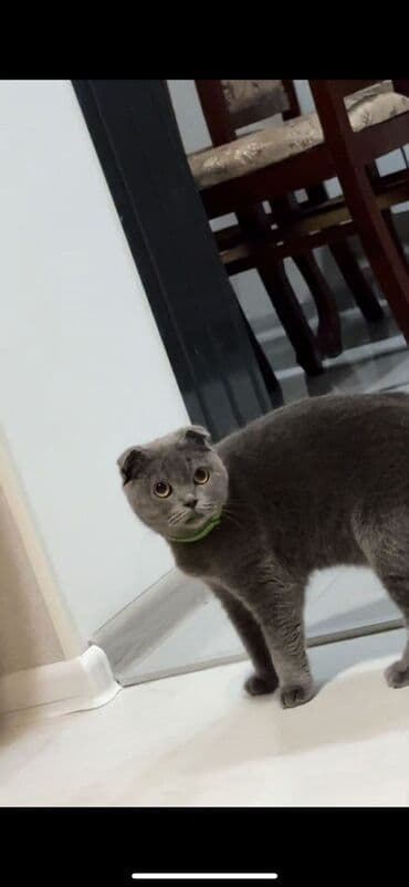 pişik etibarlı əllərə verilir: Şotland yastı qulaq, Dişi, Yaxşı əllərə, Pulsuz çatdırılma — 2