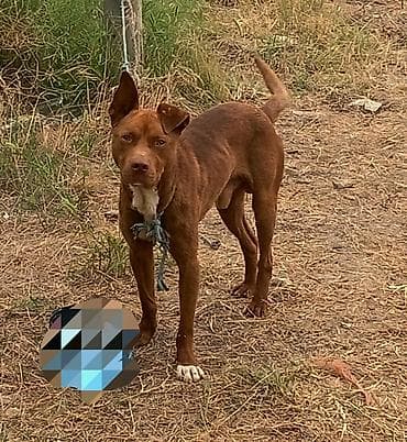 sosiska it: Pitbul, Erkek — 1