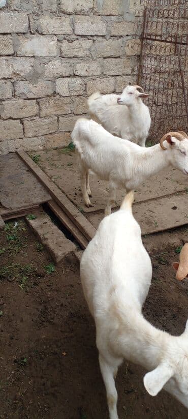 Inəklər, öküzlər: Məhsul: Ağ rəngli ev keçiləri (bir neçə baş) Xüsusiyyətlər: - Ağ yun — 1