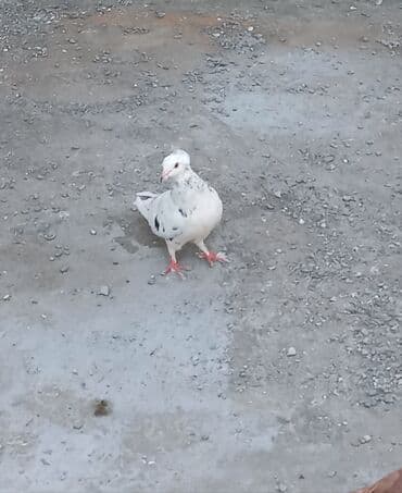 cins göyərçinlər: Göyərçinlər — 3