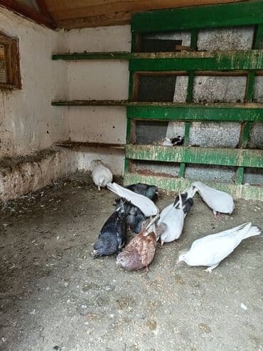 İtlər: Qaragül və ağ rənglərdə ev göyərçinləri – qarışıq sürü - Növ: ev/ucuș — 3