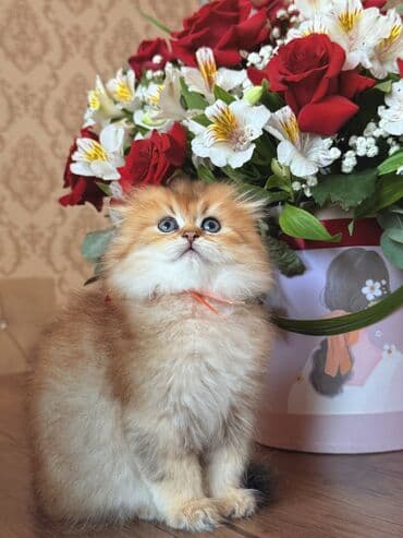 ingilis setter it cinsinin digər adı: Qızıl şinşilla, Dişi — 3