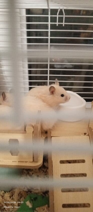 Gəmiricilər: Продаются хомяки 
Hamsterlər, satılı
Pirallahi — 5