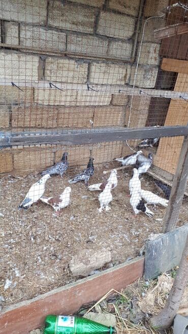 sumqayit goyercin: Məhsul: Ev göyərçinləri (bir neçə rəngdə və növdə) Təsvir: - — 2