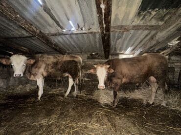 ətlik inək cinsləri: Erkək, il: 1, 100120 kq, Damazlıq, Ətlik, Ünvandan götürmə — 1