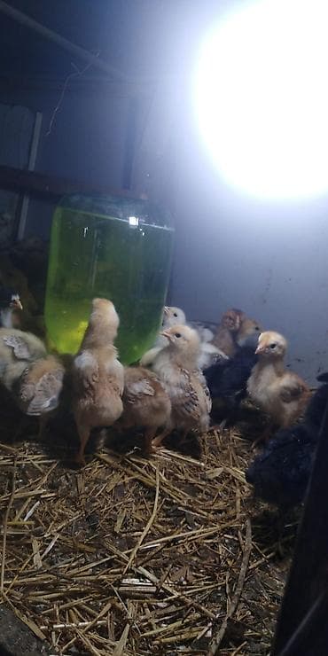 cücə satan: Toyuq cücələri, Damazlıq — 4