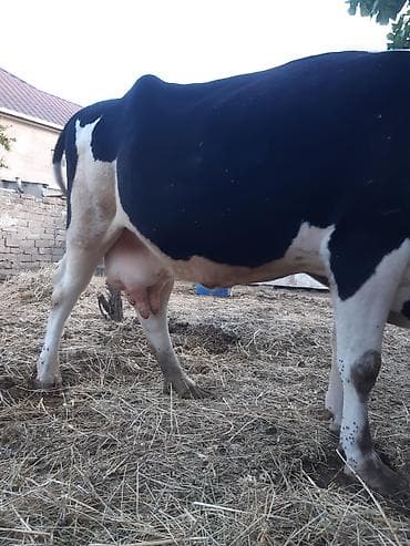 3 qarına cavan temiz ivanovkadi 8 ayın icindedi boğazdıği super — 8