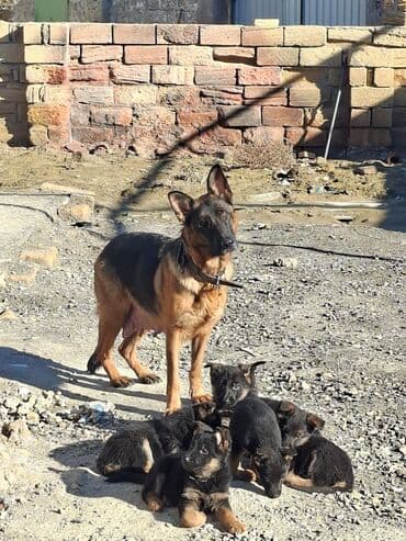 xaski bala: Alman çoban iti, 1 ay — 8