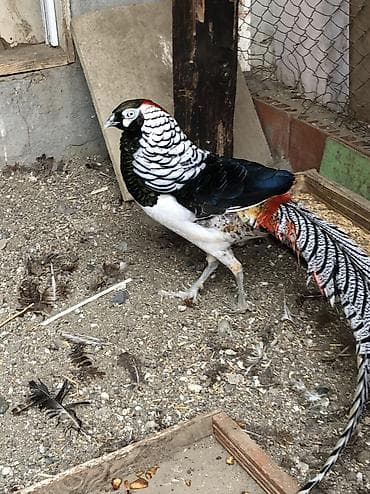 dəvəquşu haqqında məlumat: Almaz qirqovular cüt — 1