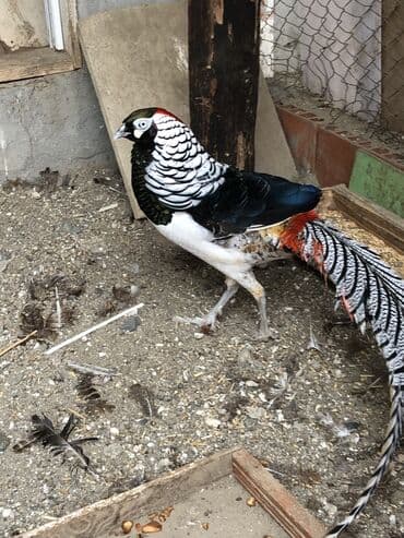 кольчатый попугай цена: Almaz qirqovular balalari — 3